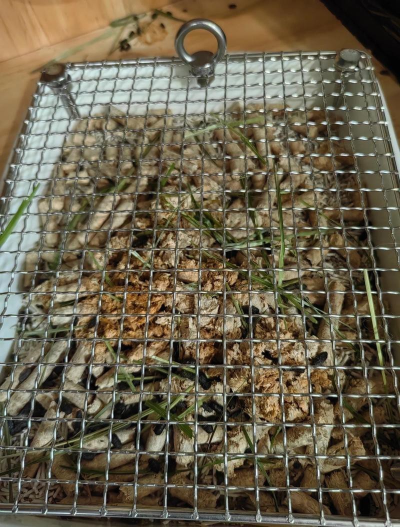 如何訓練龍貓定點排便？