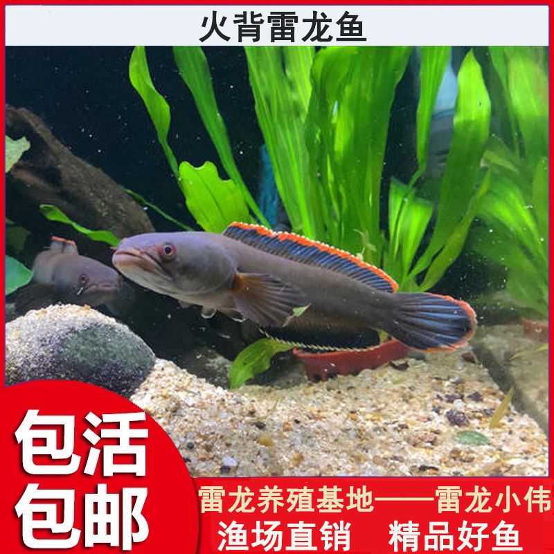 奶茶雷龍魚苗飼養方法：奶茶雷龍魚苗的飼養技巧和注意事項，幫助您成功養活雷龍魚苗