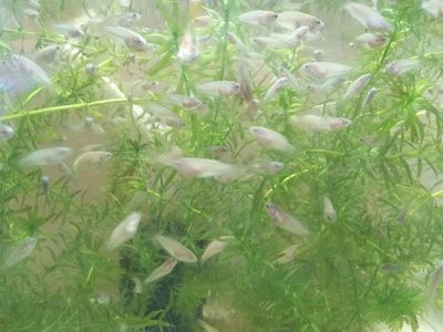 奶茶雷龍魚苗飼養方法：奶茶雷龍魚苗的飼養技巧和注意事項，幫助您成功養活雷龍魚苗