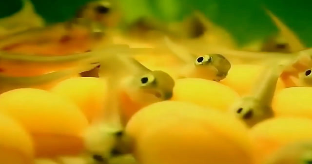 便宜的紅龍魚品種大全（便宜的紅龍魚品種介紹） 便宜的紅龍魚品種大全（便宜的紅龍魚品種介紹） 龍魚百科