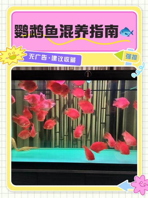 銀龍魚混養最佳搭配圖長得像雀鱔的魚
