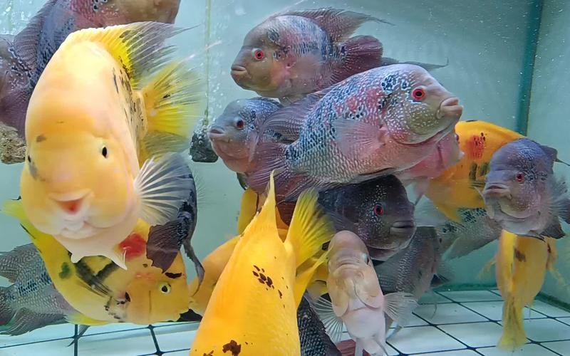 銀龍魚混養最佳搭配圖長得像雀鱔的魚