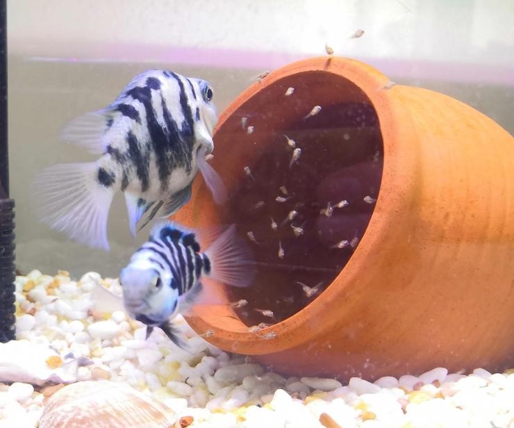 銀龍魚混養最佳搭配圖長得像雀鱔的魚