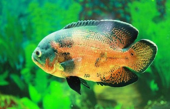 銀龍魚混養最佳搭配圖長得像雀鱔的魚
