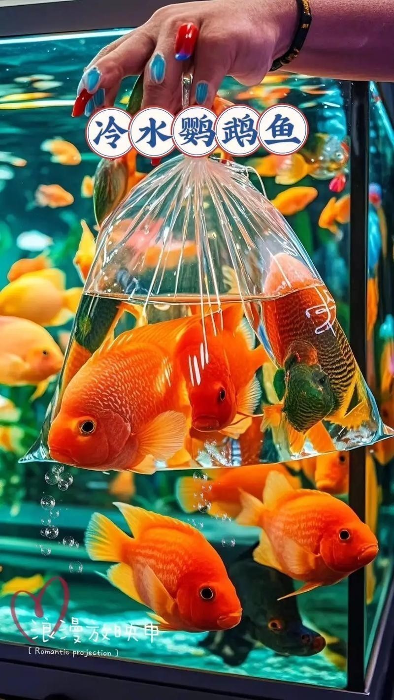 銀龍魚混養最佳搭配圖長得像雀鱔的魚