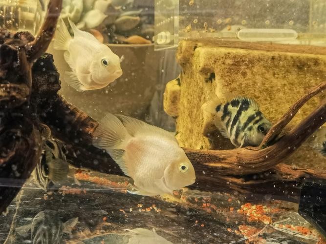 銀龍魚混養最佳搭配圖長得像雀鱔的魚