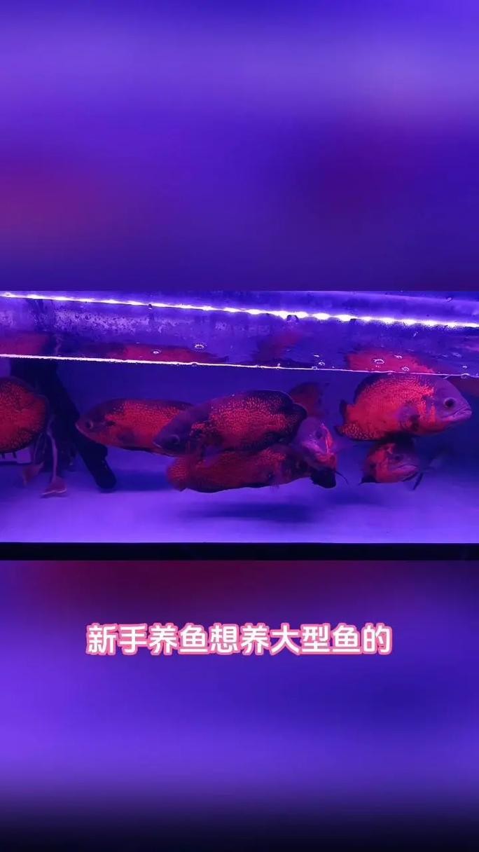 銀龍魚混養最佳搭配圖長得像雀鱔的魚