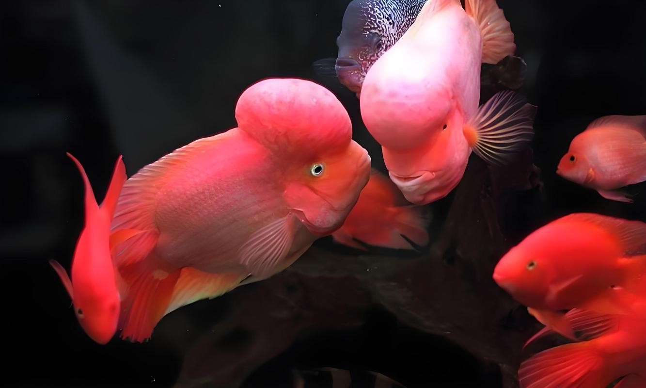 銀龍魚混養最佳搭配圖長得像雀鱔的魚