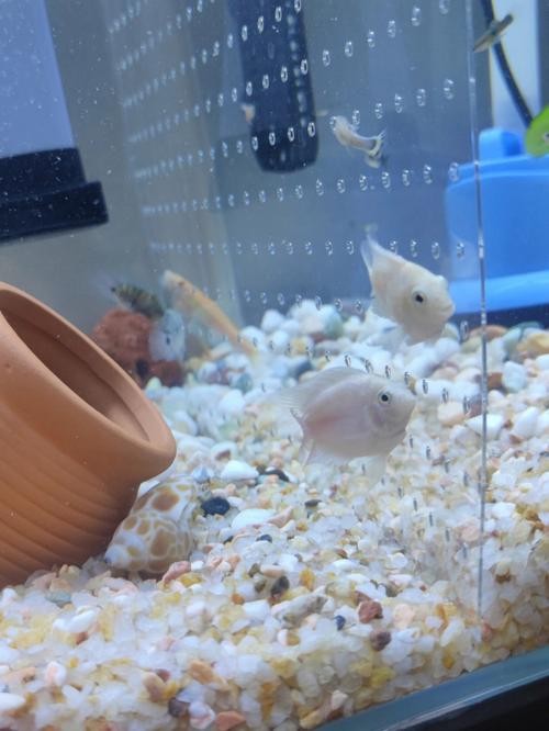 銀龍魚混養最佳搭配圖長得像雀鱔的魚