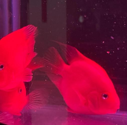 銀龍魚混養最佳搭配圖長得像雀鱔的魚