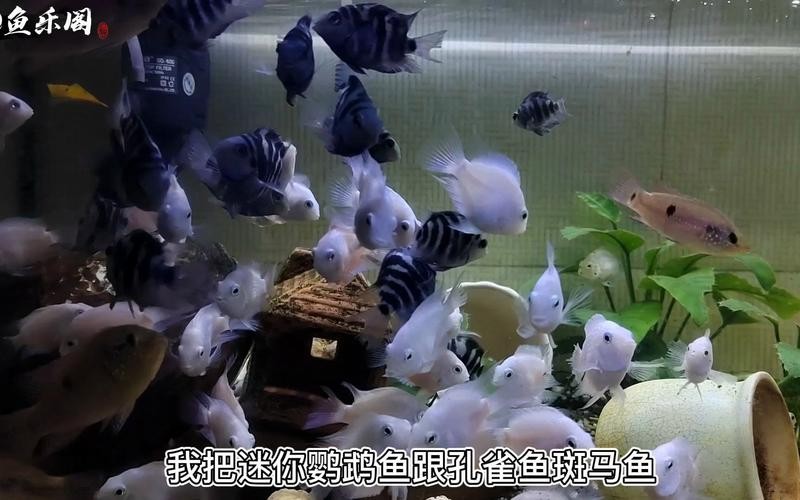 銀龍魚混養最佳搭配圖長得像雀鱔的魚