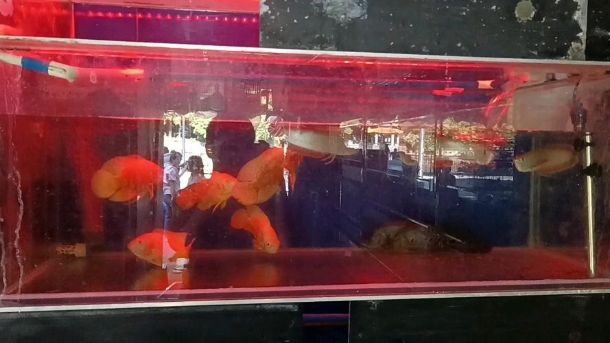 銀龍魚混養最佳搭配圖長得像雀鱔的魚