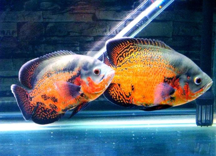 銀龍魚混養最佳搭配圖長得像雀鱔的魚