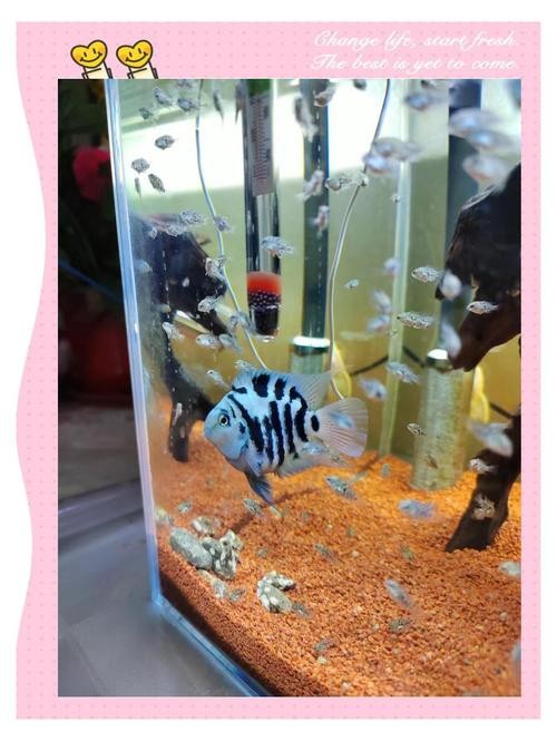 銀龍魚混養最佳搭配圖長得像雀鱔的魚
