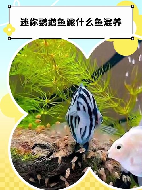 銀龍魚混養最佳搭配圖長得像雀鱔的魚
