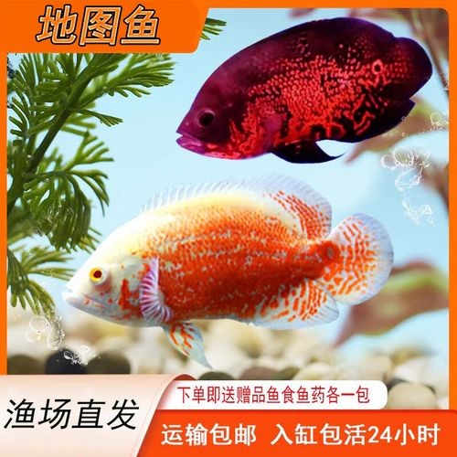 銀龍魚混養最佳搭配圖長得像雀鱔的魚