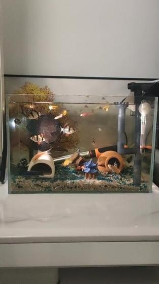 銀龍魚混養最佳搭配圖長得像雀鱔的魚