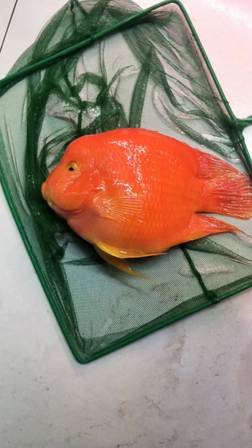 銀龍魚混養最佳搭配圖長得像雀鱔的魚