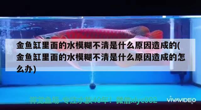 白銀區雪裕水景寵物店
