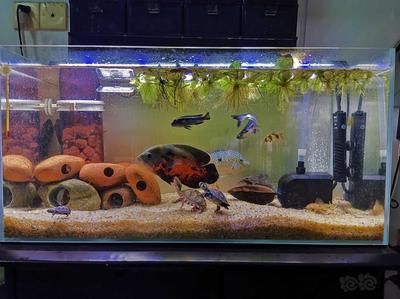 熱帶魚的魚缸可以放鹽嗎（如何自制適合熱帶魚的鹽水）