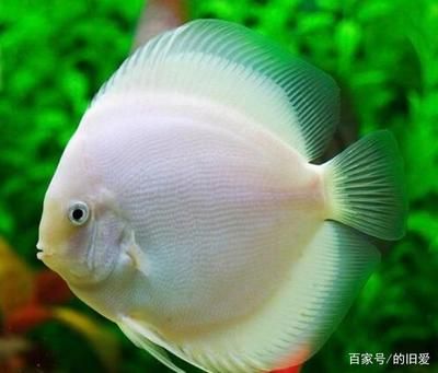 熱帶魚的魚缸可以放鹽嗎（如何自制適合熱帶魚的鹽水）