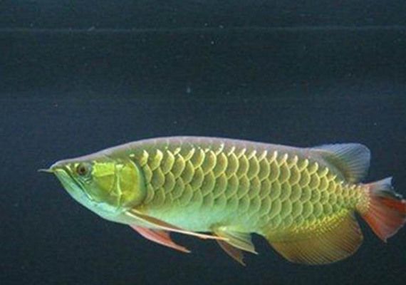 龍魚白便用什么藥：龍魚拉白便是什么原因引起的龍魚白色糞便是什么原因引起的