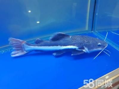招財貓能和龍魚一起養嗎（招財貓魚和龍魚可以一起養嗎）