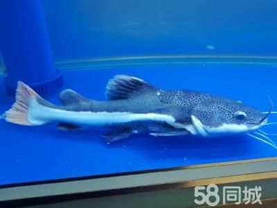 招財貓能和龍魚一起養嗎（招財貓魚和龍魚可以一起養嗎）