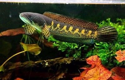 眼鏡蛇雷龍魚怎么配對：黃金眼鏡蛇雷龍魚怎么配對