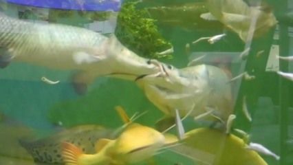 金龍魚喂食視頻高清