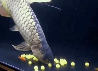 金龍魚喂多少算是飽了（金龍魚喂食時(shí)間表）