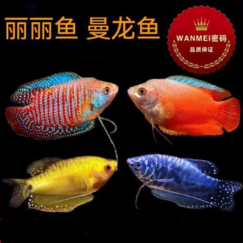 黃曼龍魚圖片