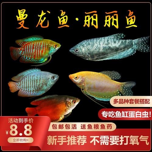 黃曼龍魚圖片