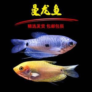 黃曼龍魚圖片