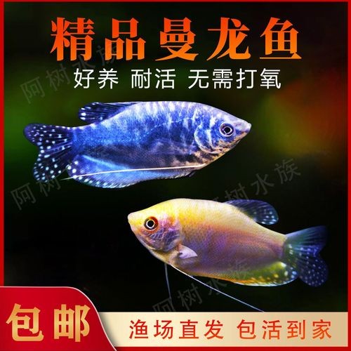 黃曼龍魚圖片