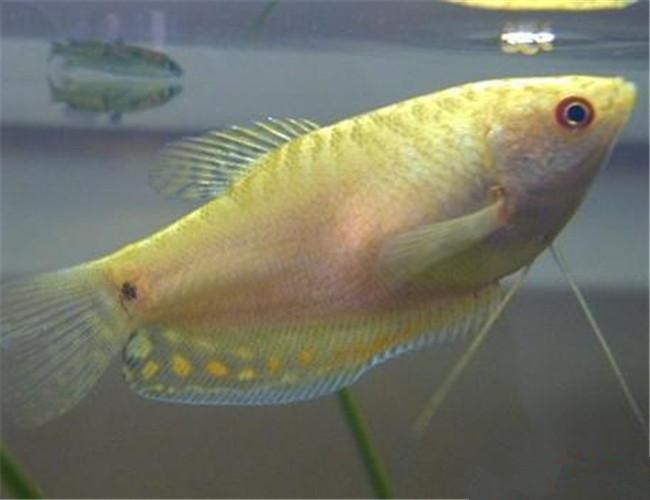 黃曼龍魚圖片