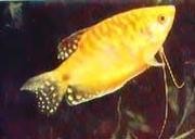黃曼龍魚圖片