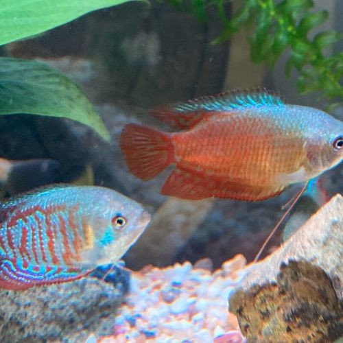 黃曼龍魚圖片