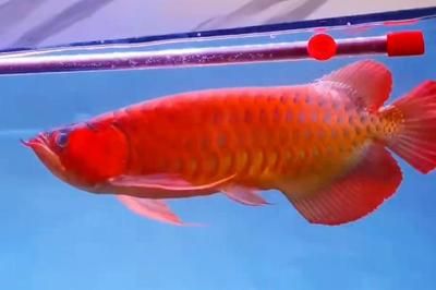 金龍魚vs紅龍魚：紅龍魚和金龍魚有什么區別？