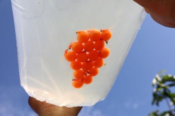 龍魚卵怎么受精（關于龍魚卵受精的詳細信息）