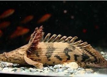 虎紋恐龍魚生長速度（虎紋恐龍魚的飼養方式）