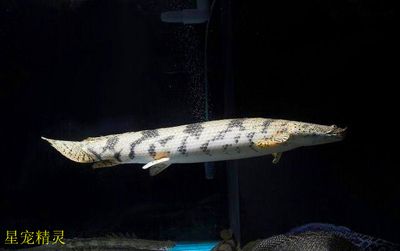 虎紋恐龍魚生長速度（虎紋恐龍魚的飼養方式）