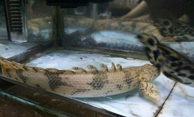 虎紋恐龍魚生長速度（虎紋恐龍魚的飼養方式）