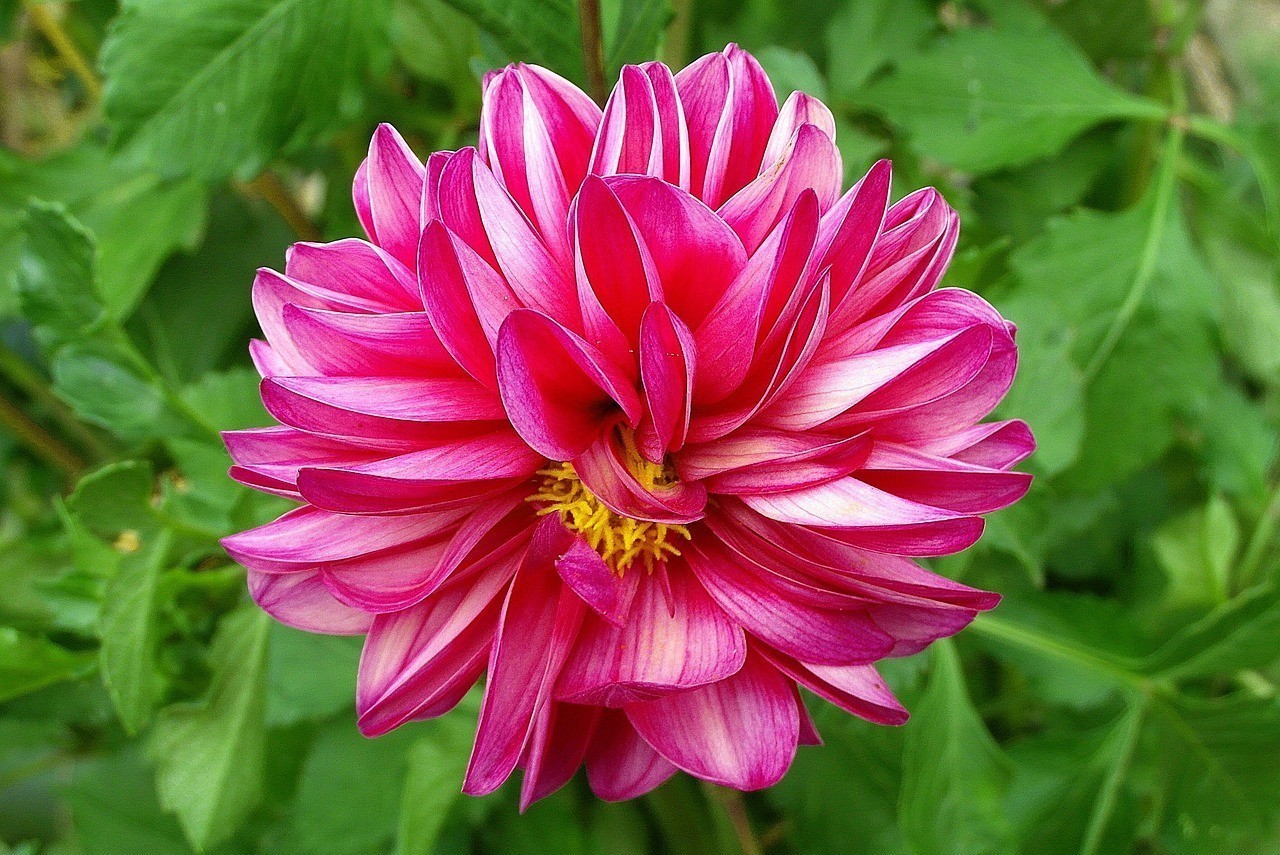 海口龍華流星緣花卉園藝（海口流星雨） 海口龍華流星緣花卉園藝（海口流星雨） 全國水族館企業名錄 第2張