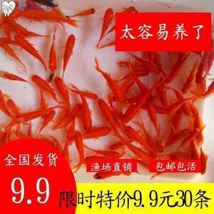 紅龍魚魚須平直好還是上翹點好：如何判斷紅龍魚的好壞？