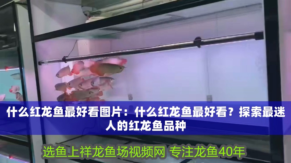 什么紅龍魚最好看圖片：什么紅龍魚最好看？探索最迷人的紅龍魚品種