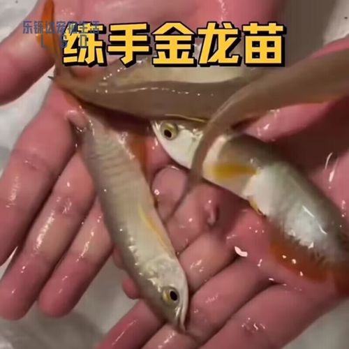 給我一張銀龍魚小魚苗的圖片