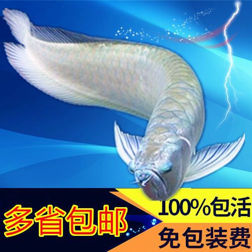 給我一張銀龍魚小魚苗的圖片