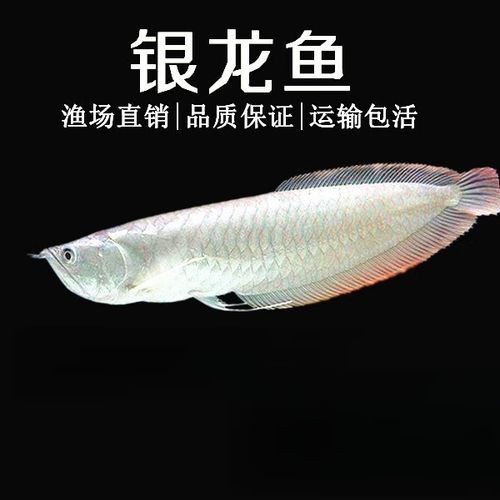 給我一張銀龍魚小魚苗的圖片