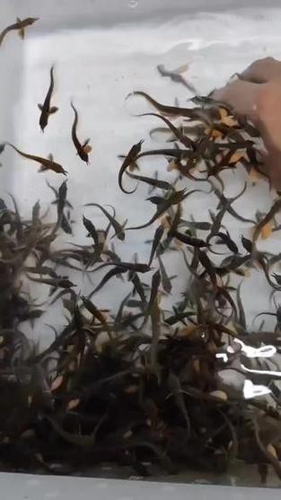 給我一張銀龍魚小魚苗的圖片